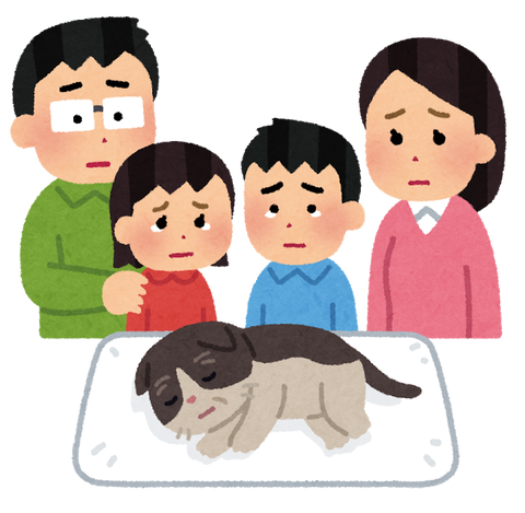pet_kazoku_mitoru_cat