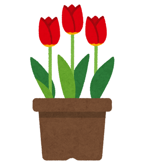 flower_tullip_hachiue