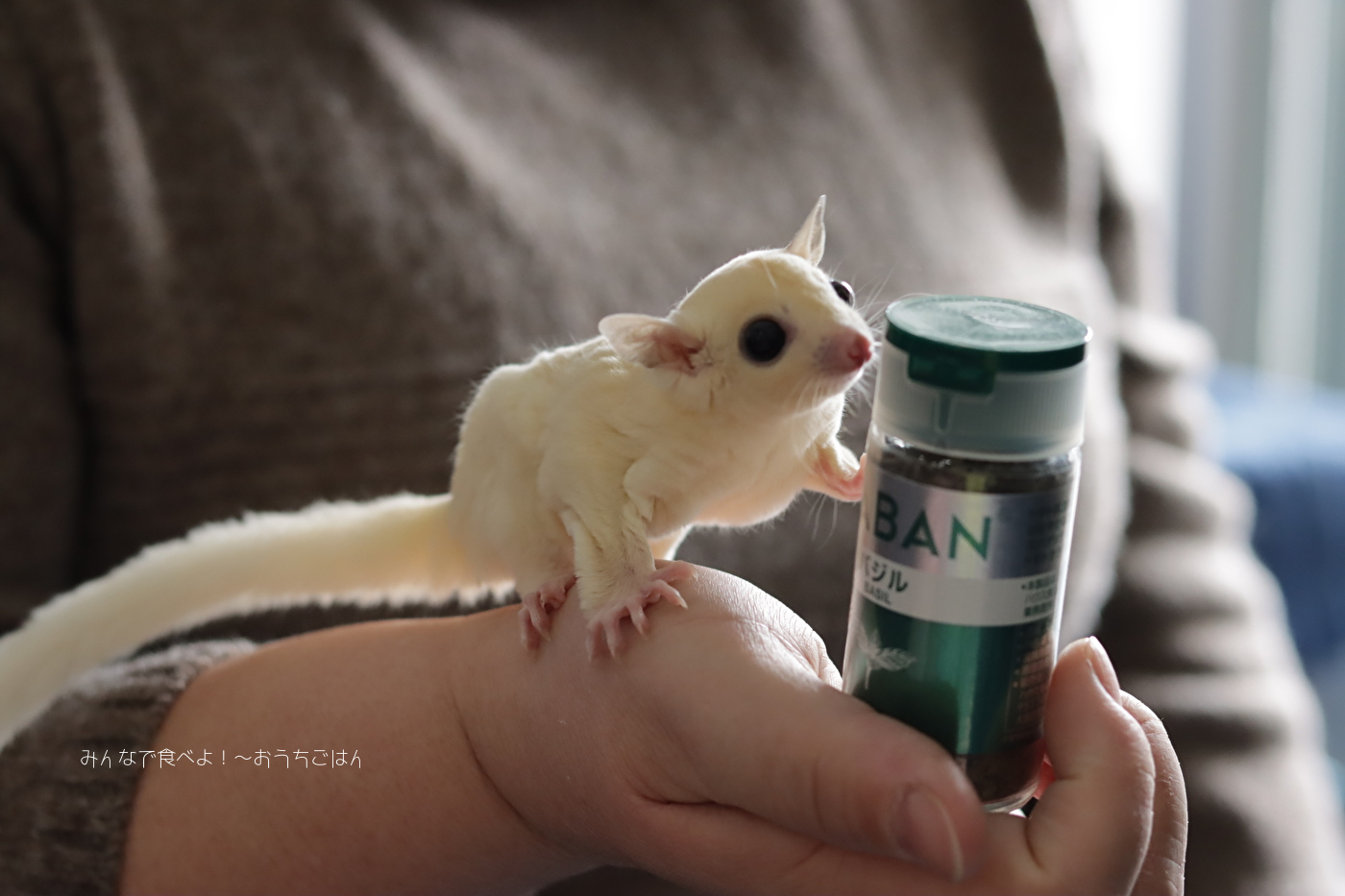 フクロモモンガ リューシ の男の子を飼い始めました みんなで食べよ おうちごはん Powered By ライブドアブログ