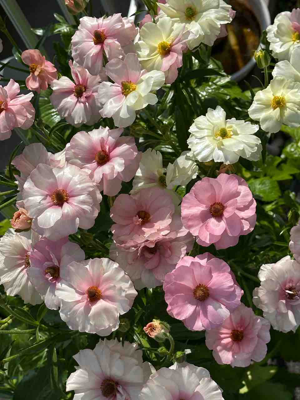 今年も満開！ラナンキュラスラックスアリアドネなど 色違いやキメラも