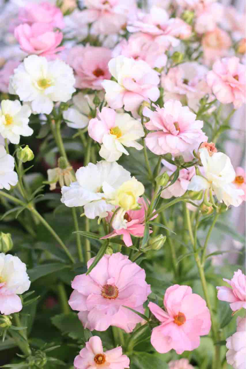 今年も満開！ラナンキュラスラックスアリアドネなど 色違いやキメラも