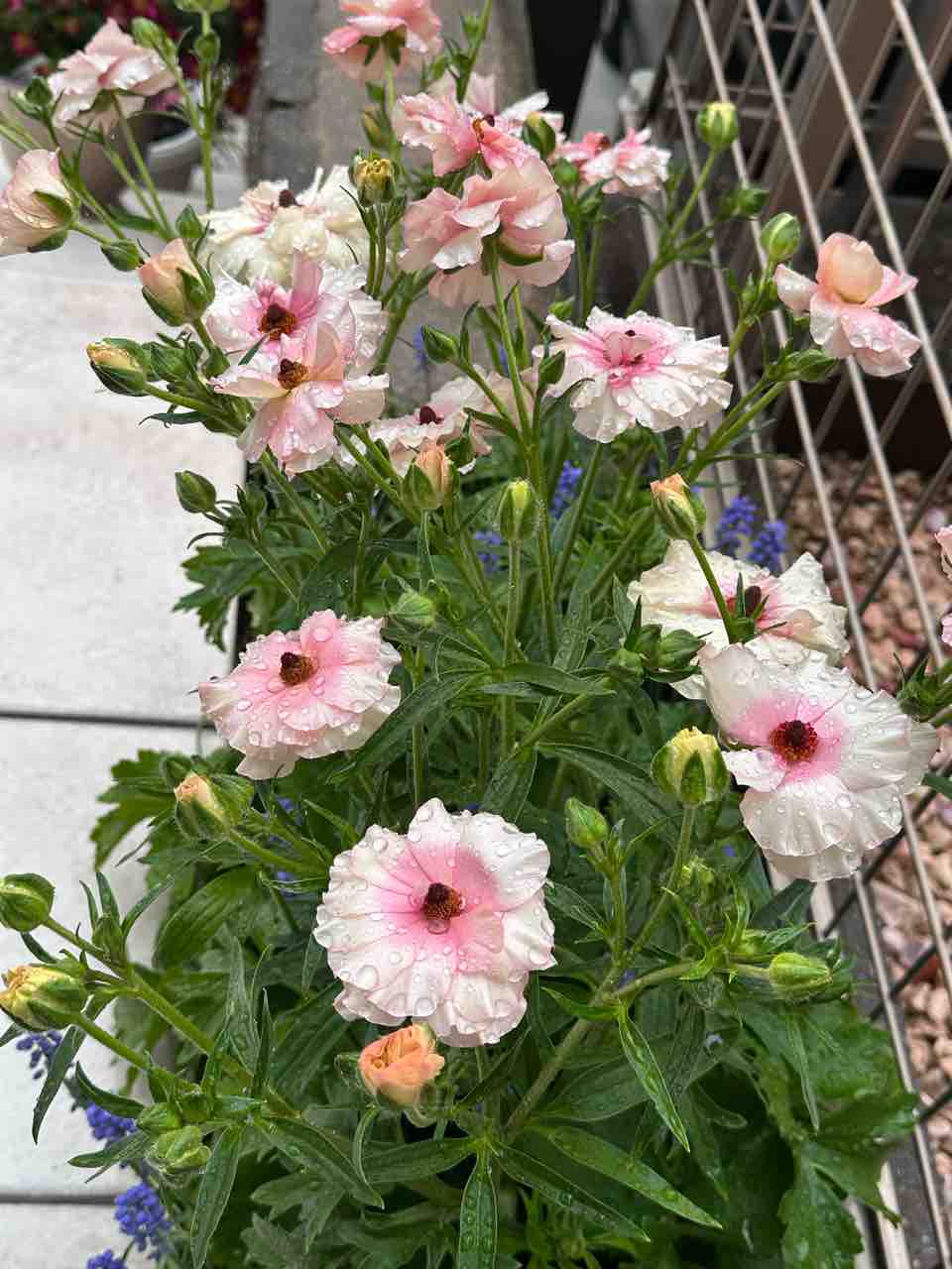 今年も満開！ラナンキュラスラックスアリアドネなど 色違いやキメラも