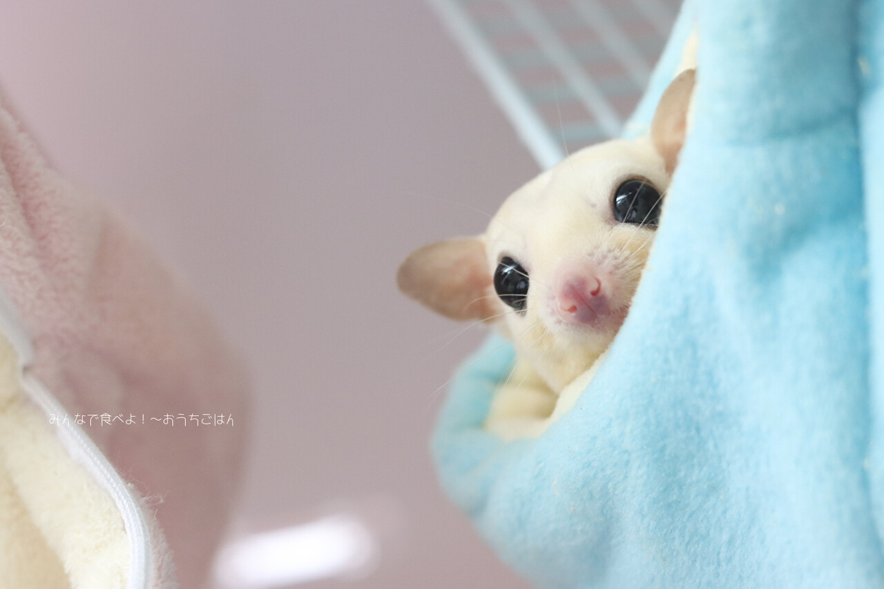 モモンガが一歳になりました フクロモモンガ リューシ男の子 みんなで食べよ おうちごはん Powered By ライブドアブログ