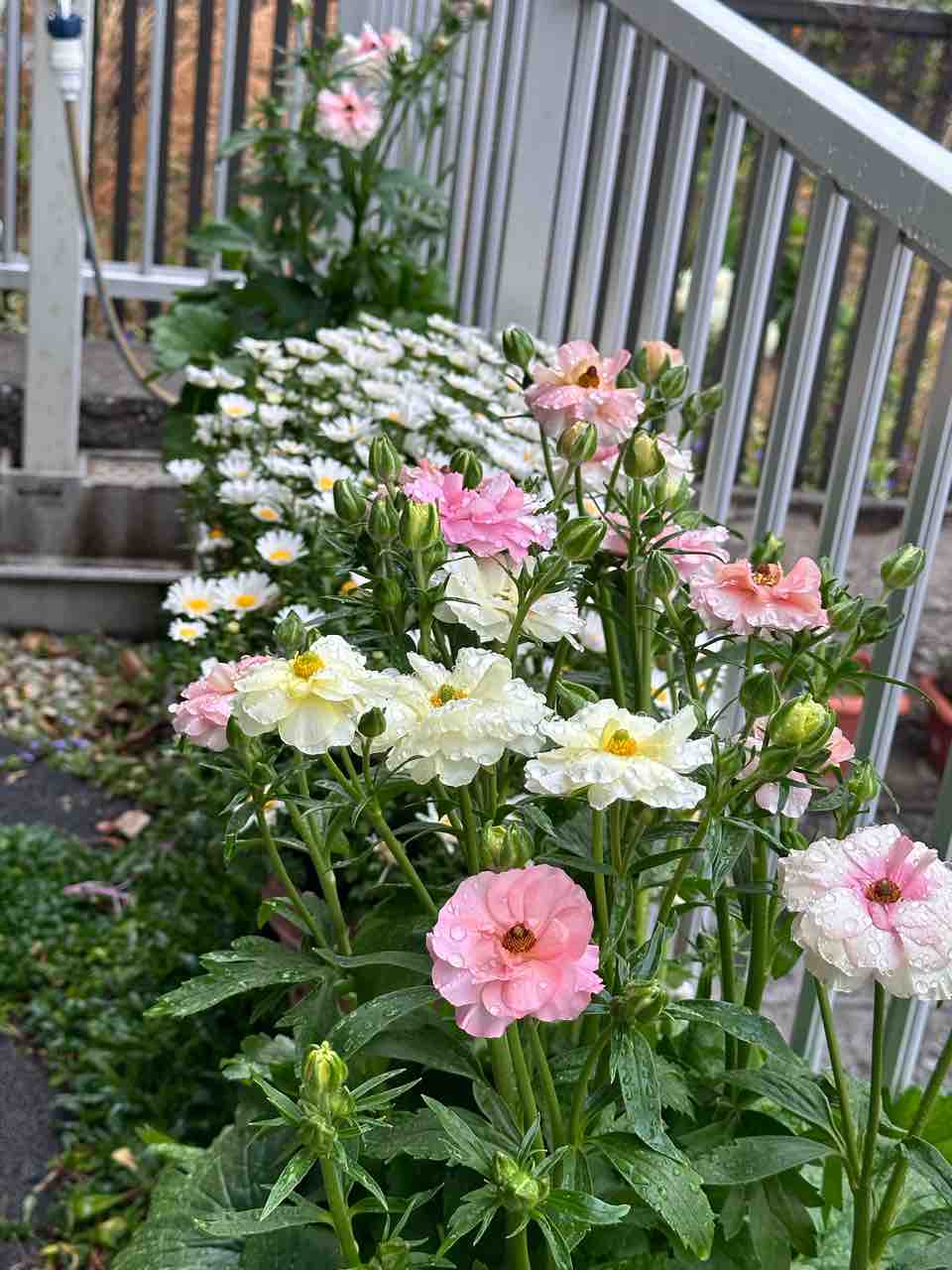 ラナンキュラスラックス アリアドネ キメラ 今年も満開！ラナンキュラスラックスアリアドネなど 色違いやキメラも