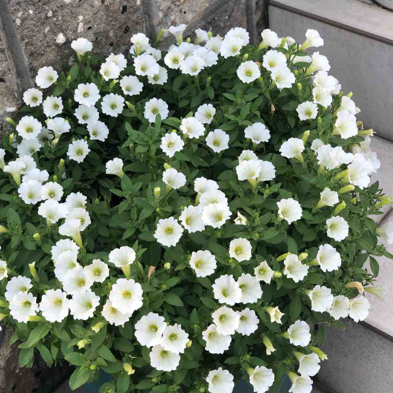 たくさん花が咲きました 2021年の夏の花 サントリーの苗がオススメです みんなで食べよ おうちごはん Powered By ライブドアブログ たくさん花が咲きました 2021年の夏の花 サントリーの苗がオススメです みんなで食べよ おうちごはん Powered By ライブドアブログ