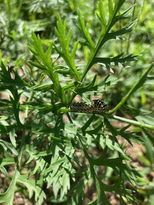 8.アゲハ幼虫