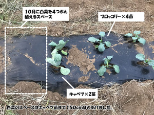 編集苗写真