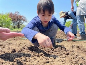 ラディッシュ種まき