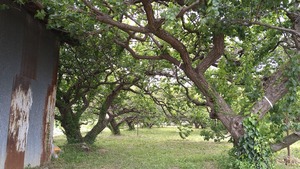 DSC_1740_copy_1008x568