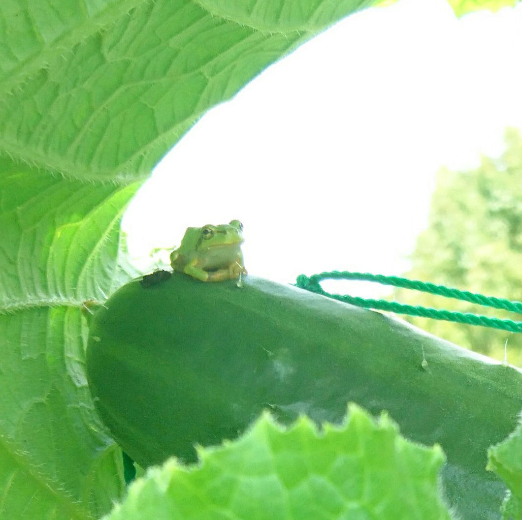 かえる1