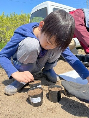 グリーンリーフ種まき