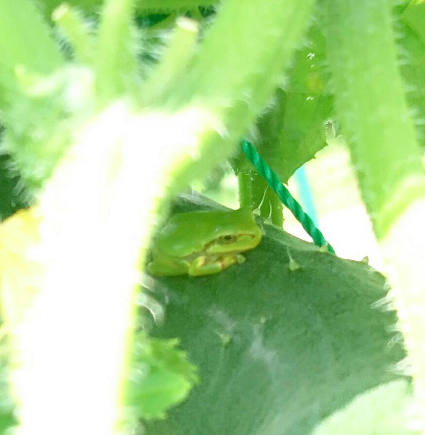 かえる2