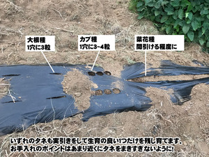 編集種写真