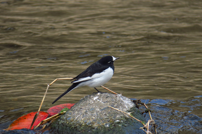 bIMG_2226seguro