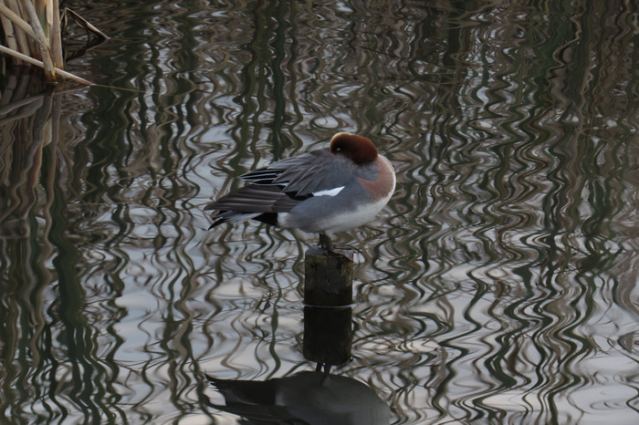 aIMG_0603