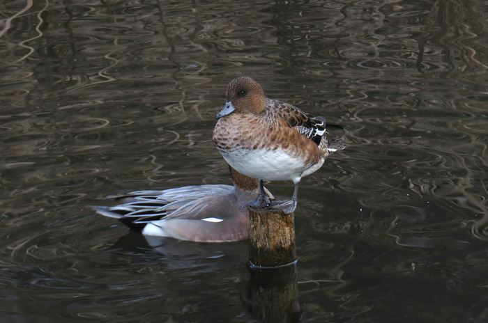 dIMG_0574