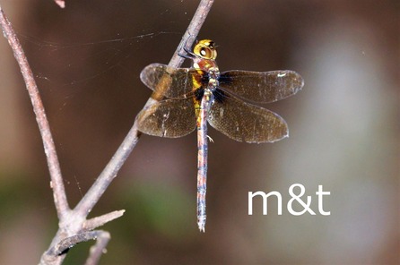 marum1295