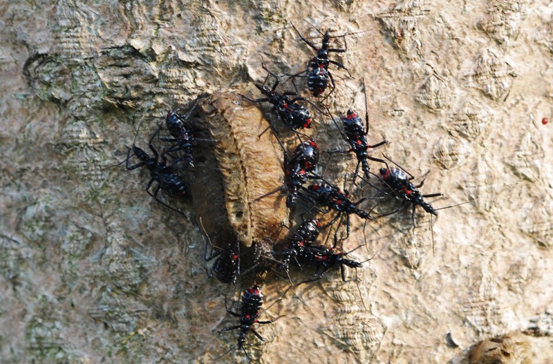 カマキリの天敵 蜻蛉漫遊記