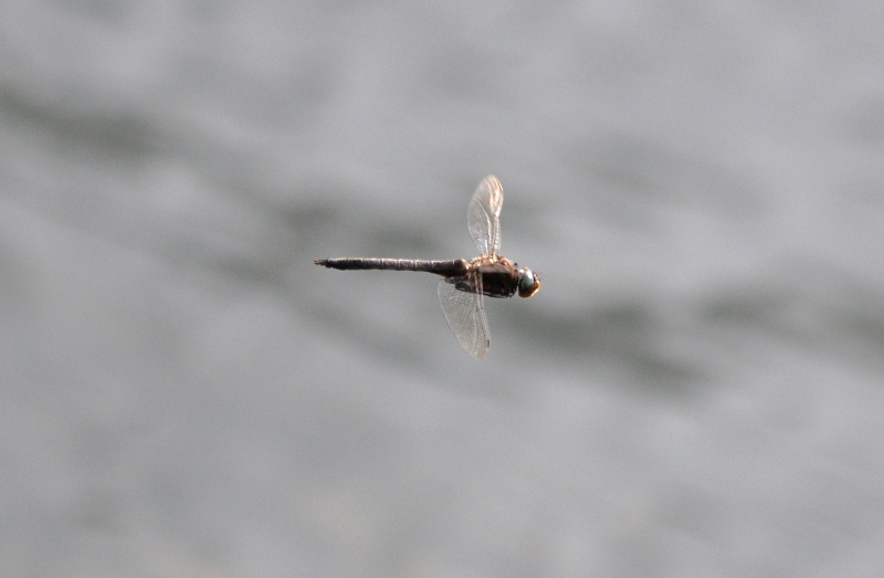 蜻蛉漫遊記 2010年07月