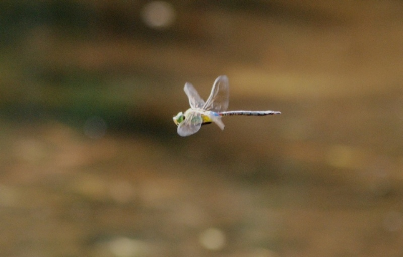 トンボつり 蜻蛉漫遊記