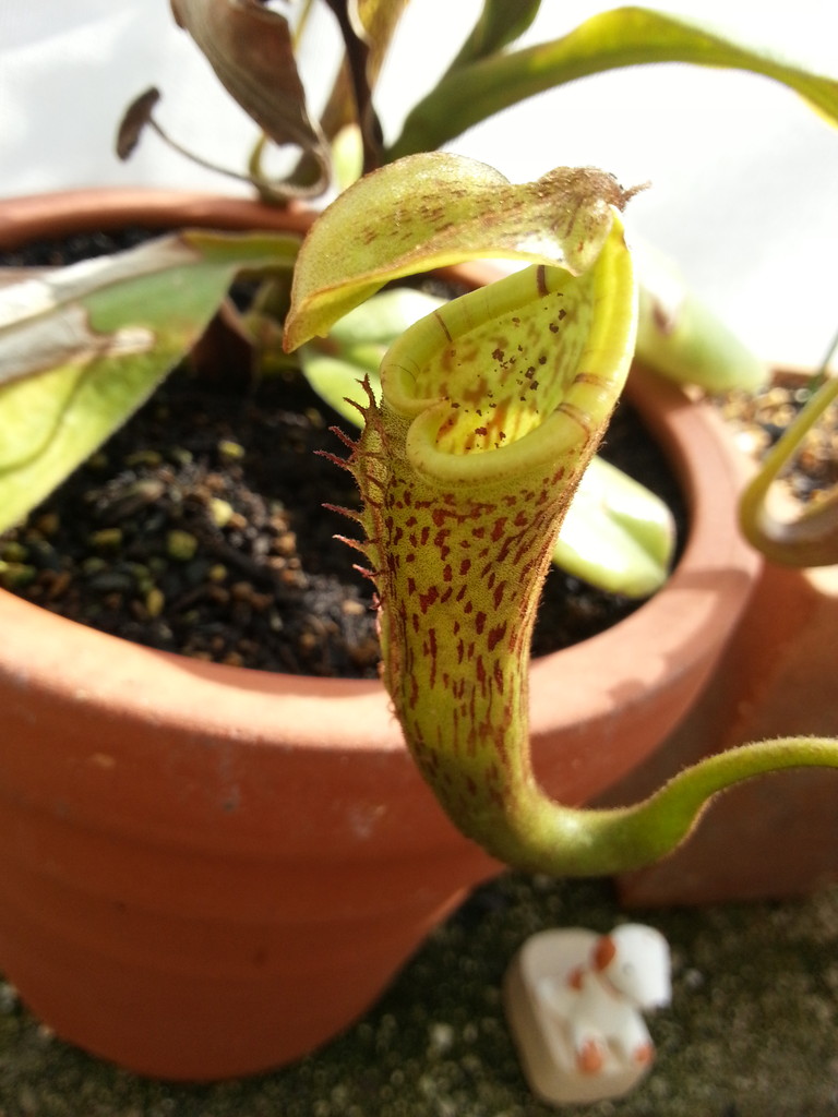みのちき薬用植物園 ネペンテス Livedoor Blog ブログ みのちき薬用植物園 ネペンテス Livedoor Blog ブログ