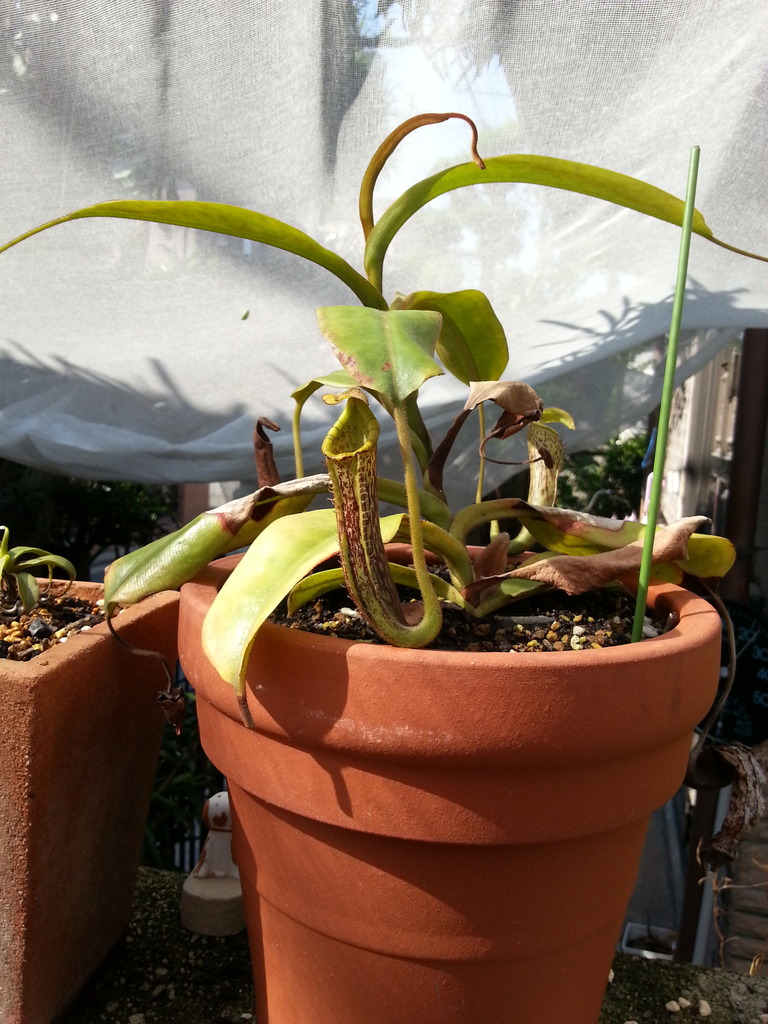 みのちき薬用植物園 ネペンテス Livedoor Blog ブログ みのちき薬用植物園 ネペンテス Livedoor Blog ブログ