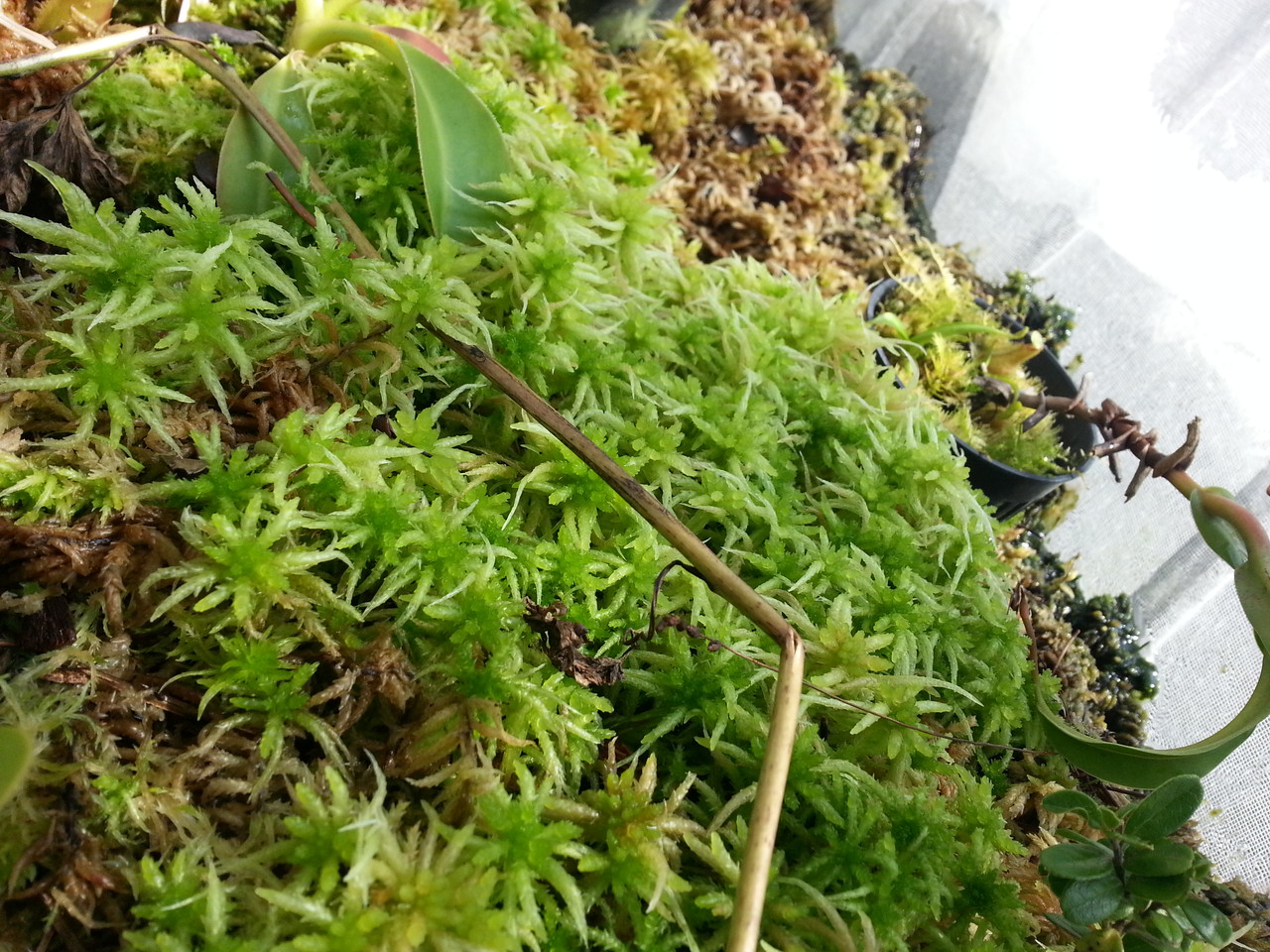 野外水槽栽培のススメ みのちき薬用植物園 野外水槽栽培のススメ みのちき薬用植物園