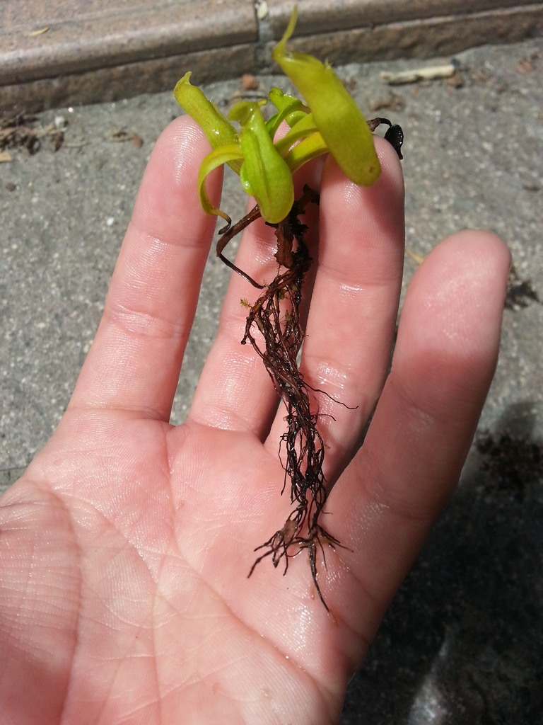みのちき薬用植物園 ネペンテス Livedoor Blog ブログ みのちき薬用植物園 ネペンテス Livedoor Blog ブログ