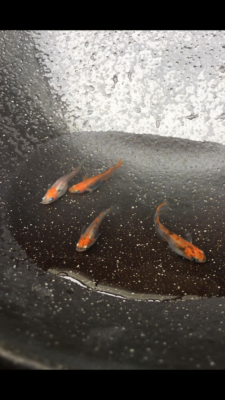 出展者様紹介 さくらめだかさん Kyoto Ethical Marche 京都エシカルマルシェ