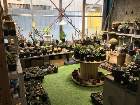 出展者さん紹介 Medelle 多肉植物の店 メデル さん 京都 みどりのマルシェ 3月26日 日 開催
