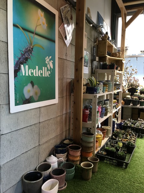 出展者さん紹介 Medelle 多肉植物の店 メデル さん 京都 みどりのマルシェ 3月26日 日 開催