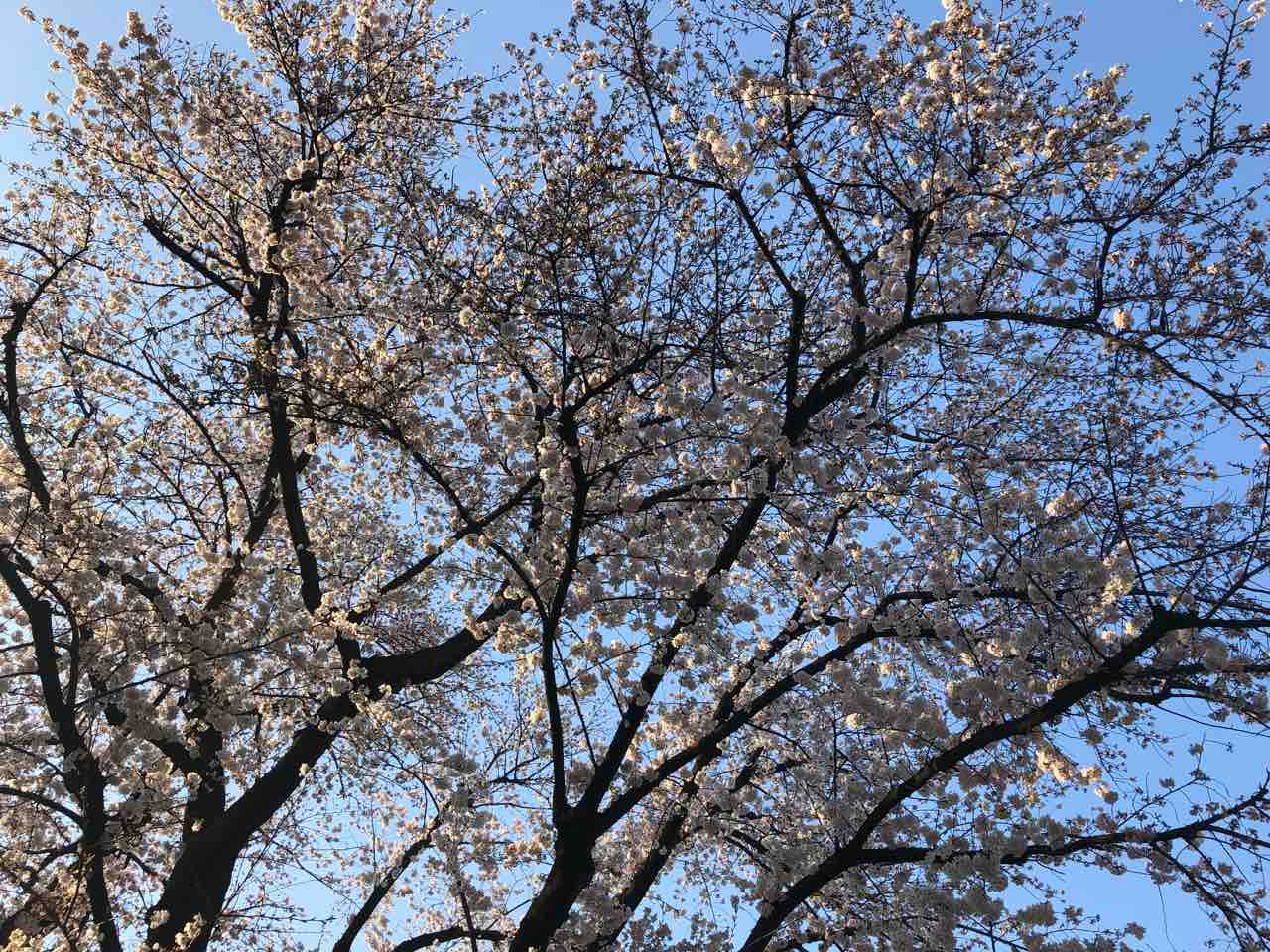 桜 あなた だけ を 愛し てる 桜 あなた だけ を 愛し てる