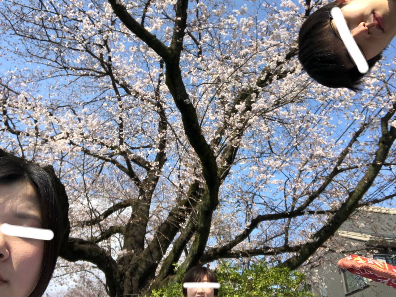 桜散る桜散るキラキラ