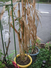 PICT0531