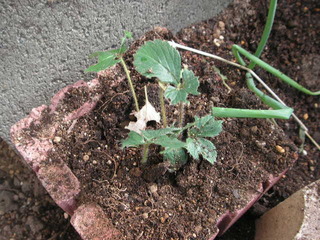 PICT0537