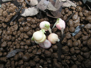 PICT0333