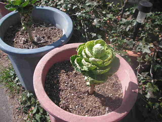 PICT0549
