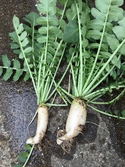 daikon