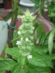 PICT0339