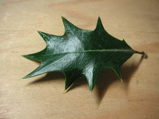 PICT0536