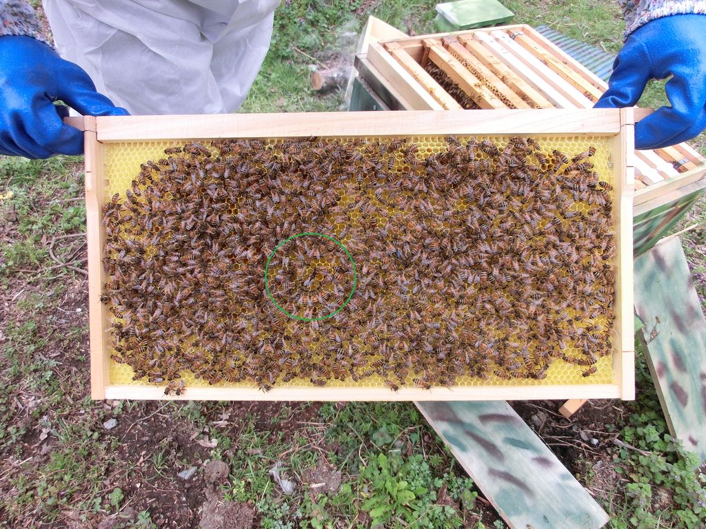 女王蜂を探せ ウォーリーを探せ風 Ma2pの日記帳