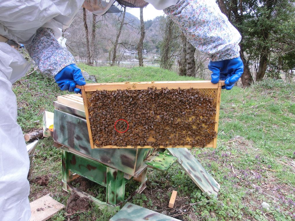 女王蜂を探せ ウォーリーを探せ風 Ma2pの日記帳