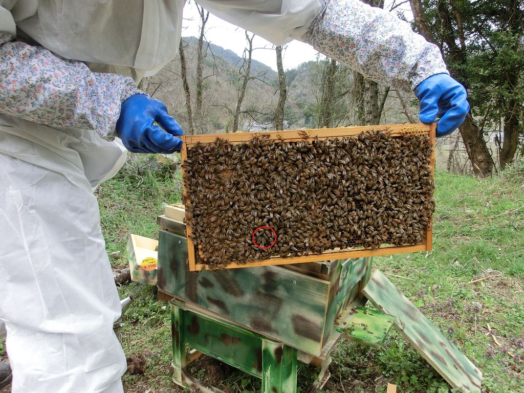 女王蜂を探せ ウォーリーを探せ風 Ma2pの日記帳