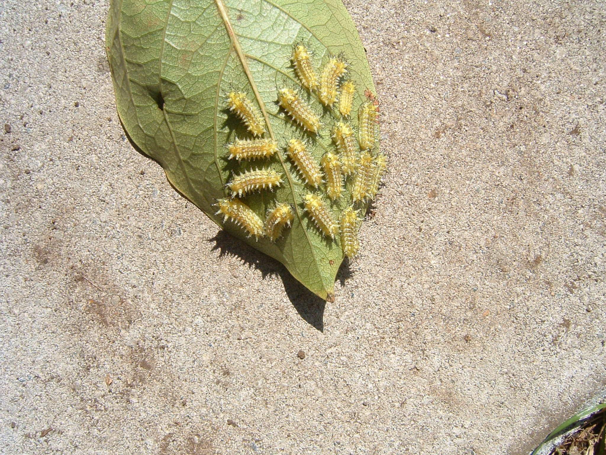 柿の葉に付いていた毛虫 ２００６年８月９日 昆虫生活