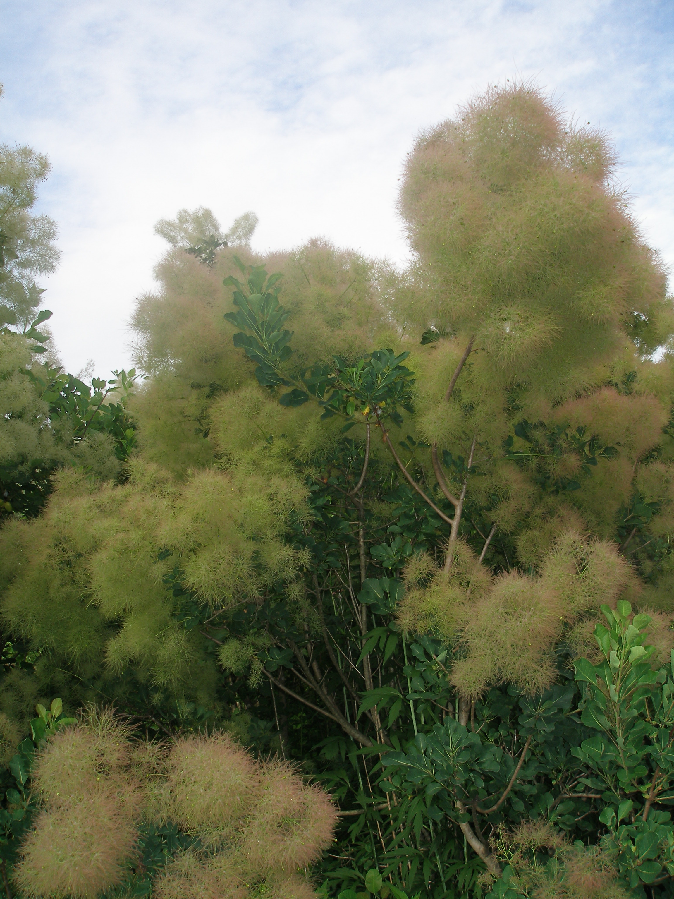 スモークツリー出荷中！ スモークツリー出荷中！