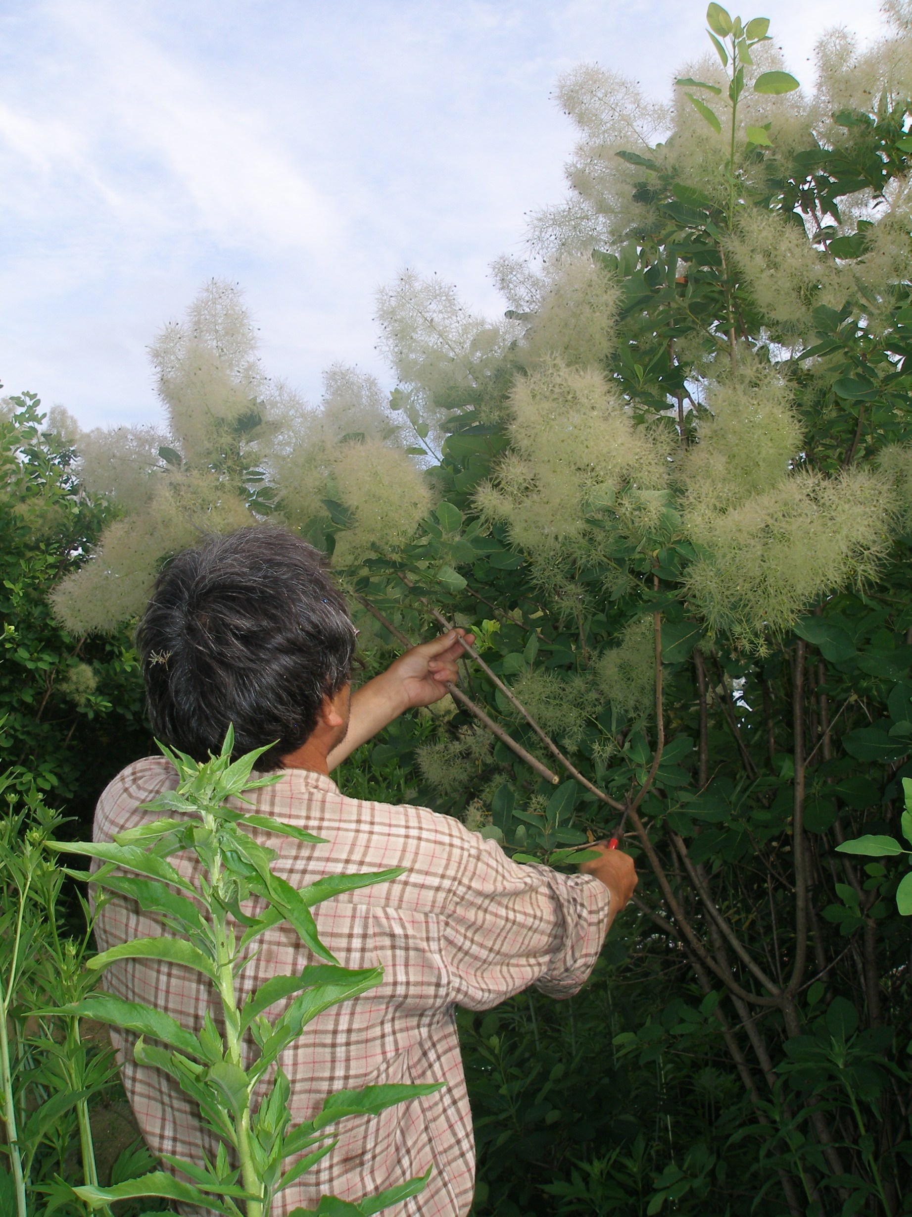 スモークツリー出荷中！ スモークツリー出荷中！