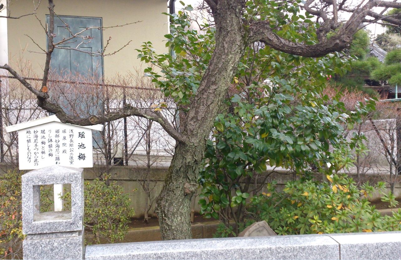 ume423.jpg