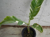 banana 1 (4)