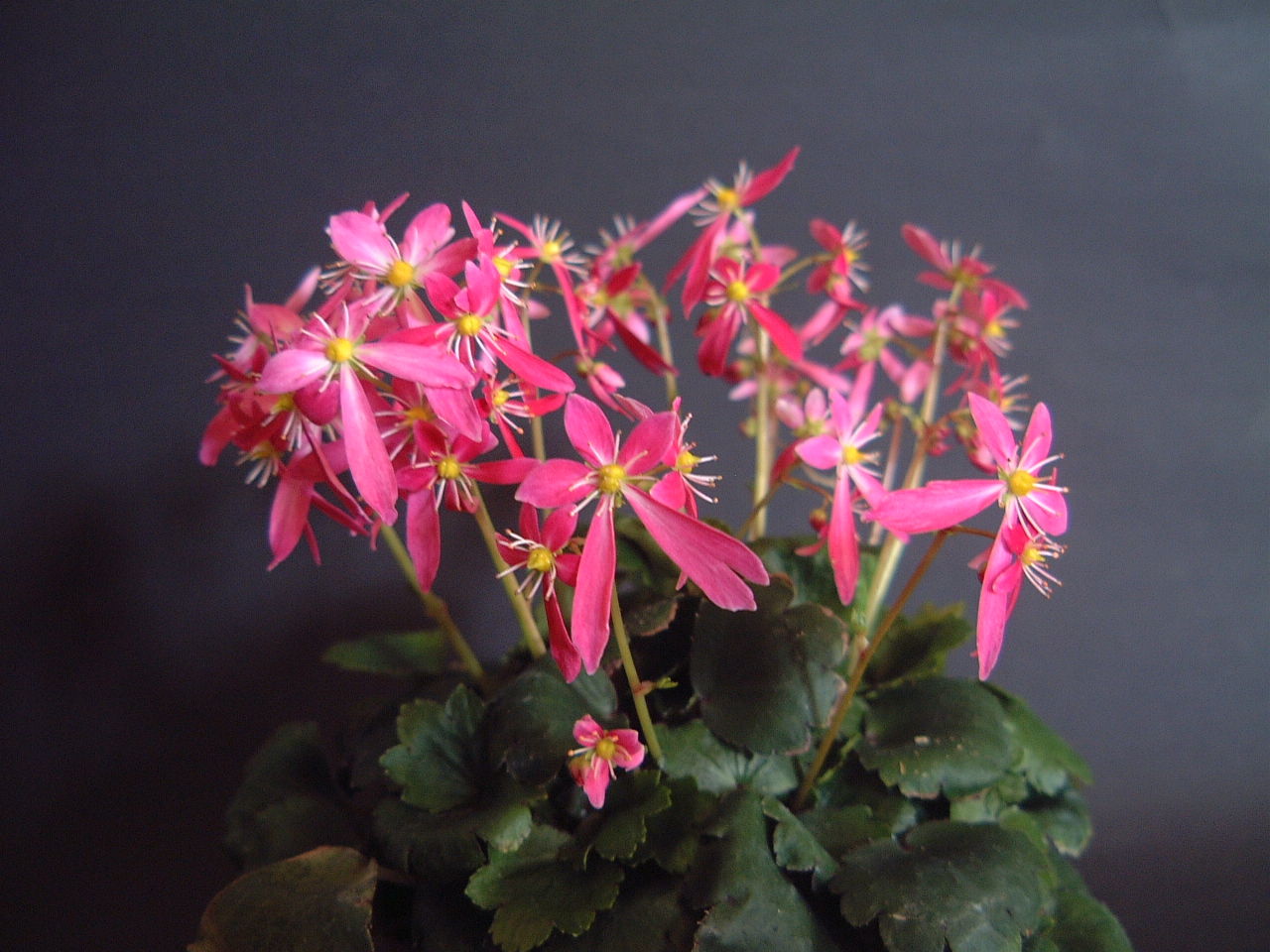 ダイモンジソウ 花苗生産 販売情報