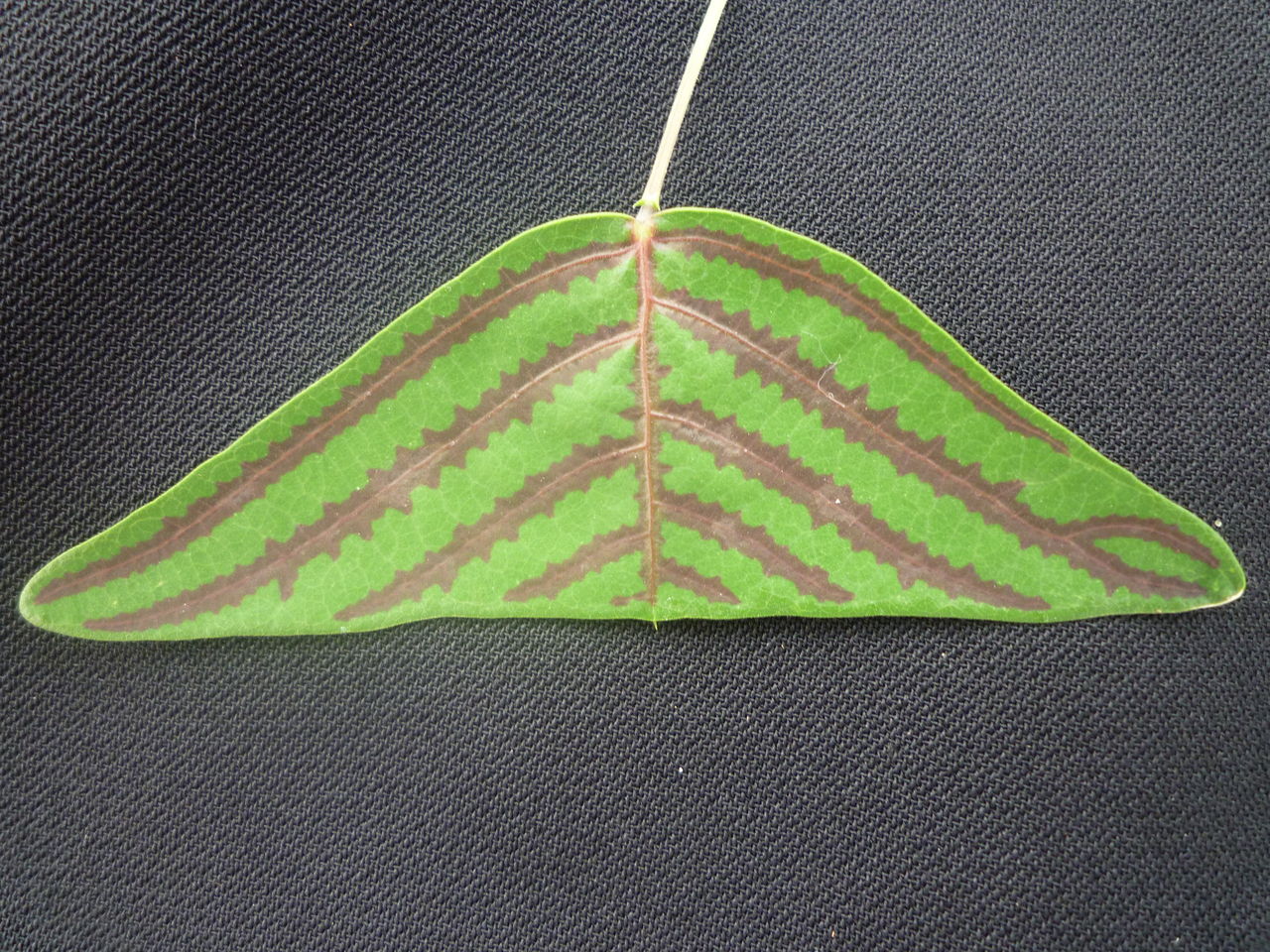 ヒコウキソウの苗 花苗生産 販売情報